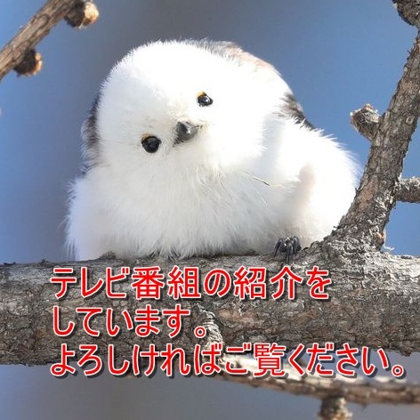 画像の説明を入力
